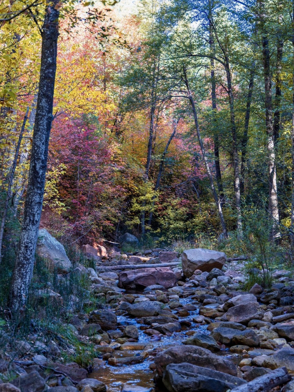 See Canyon Trail #184, Tonto National Forest, Mogollon Rim, Arizona