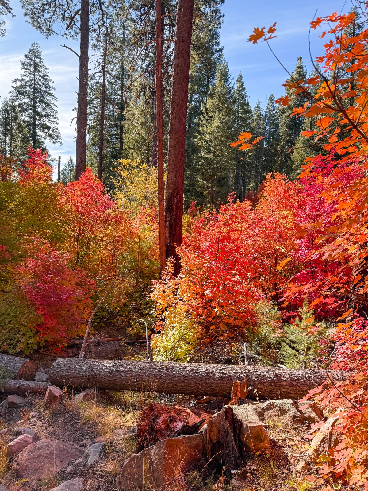 Fall colors on See Canyon Trail #184, Tonto National Forest, Mogollon Rim, Arizona