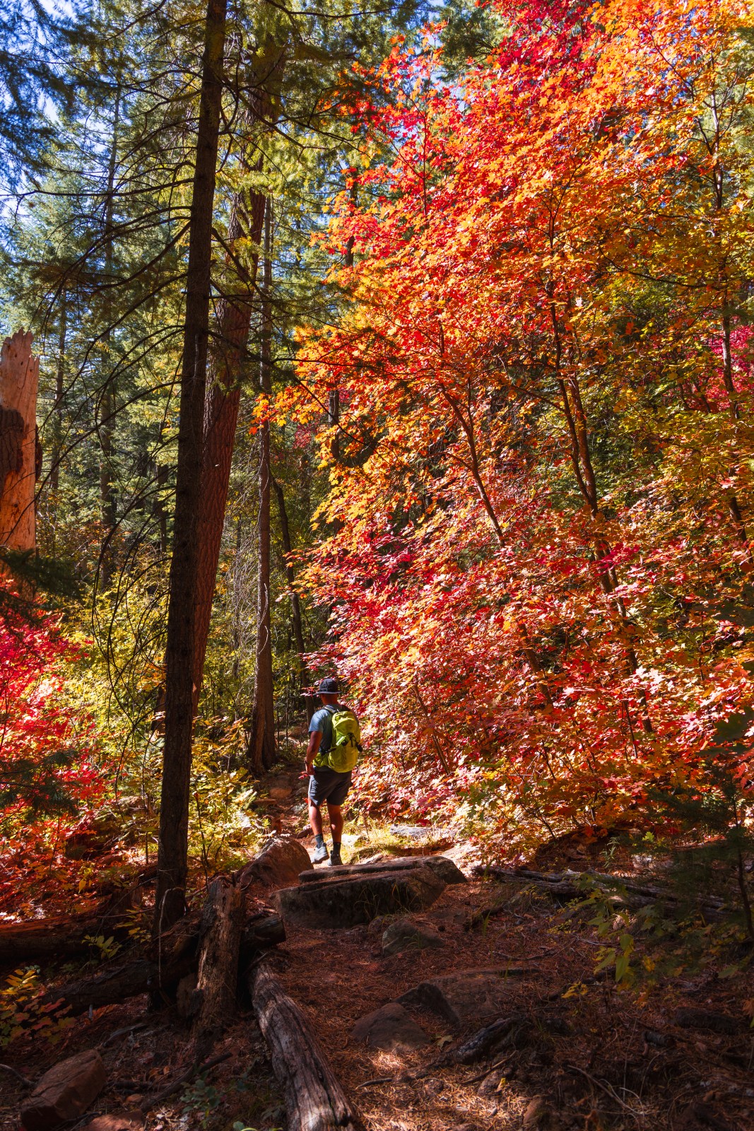 See Canyon Trail #184, Tonto National Forest, Mogollon Rim, Arizona