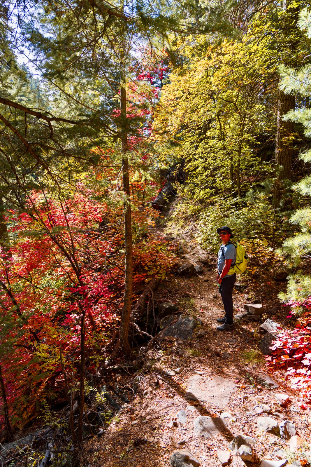 See Canyon Trail #184, Tonto National Forest, Mogollon Rim, Arizona