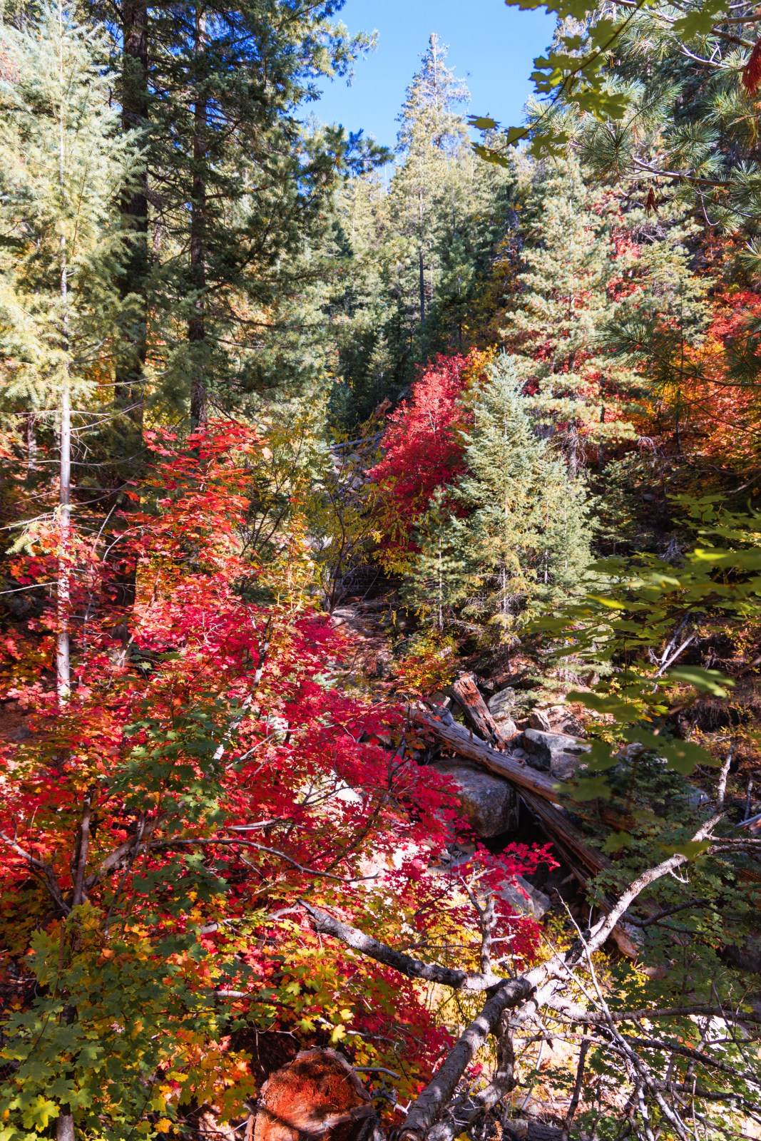 See Canyon Trail #184, Tonto National Forest, Mogollon Rim, Arizona