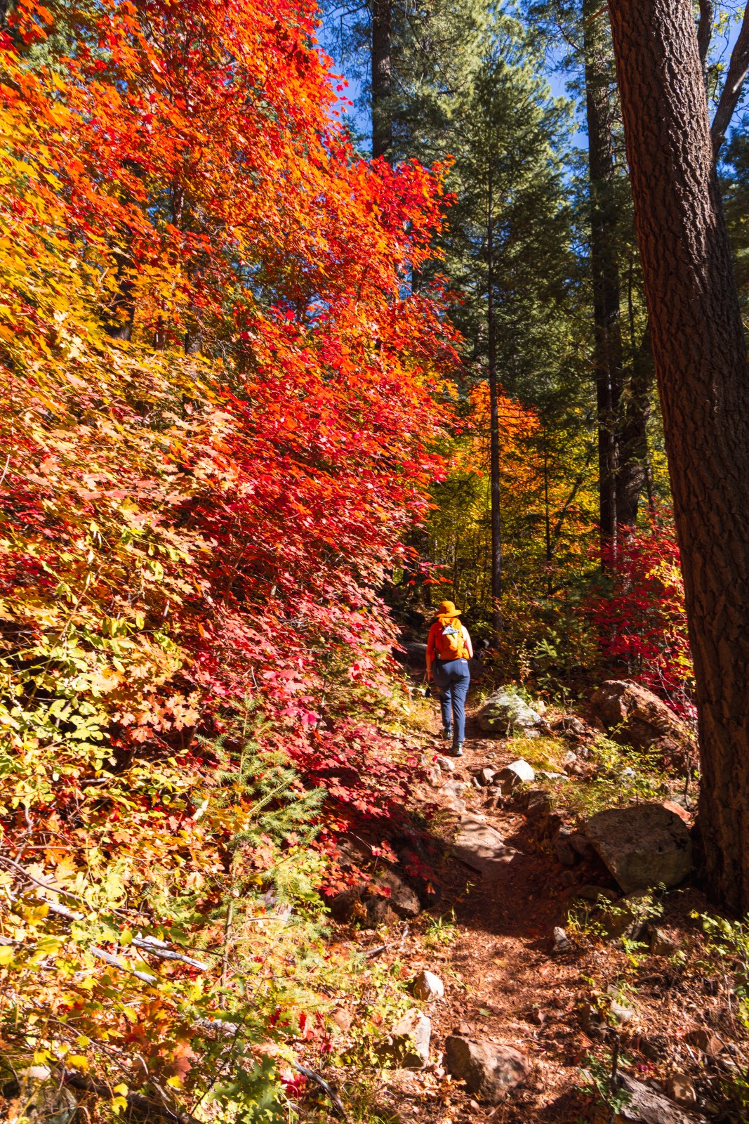 See Canyon Trail #184, Tonto National Forest, Mogollon Rim, Arizona