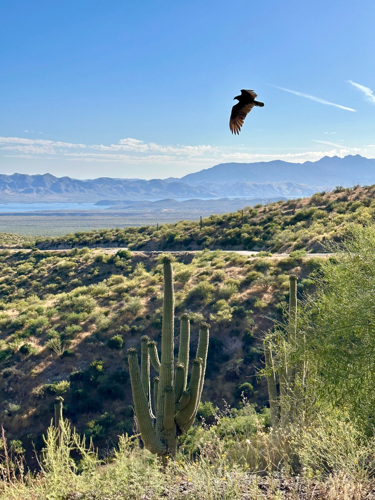 Desert to Tall Pines National Scenic Byway, Arizona State Route 188, Young Highway