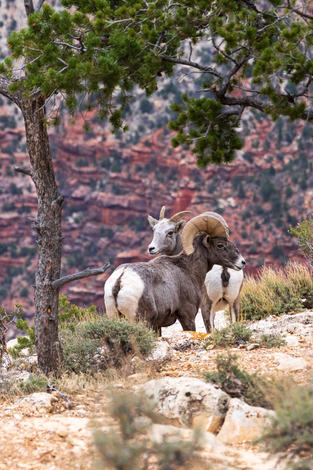 Bighorn Sheep at Grand Canyon National Park