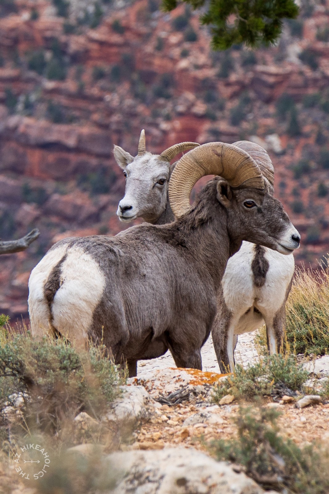 Bighorn Sheep at Grand Canyon National Park