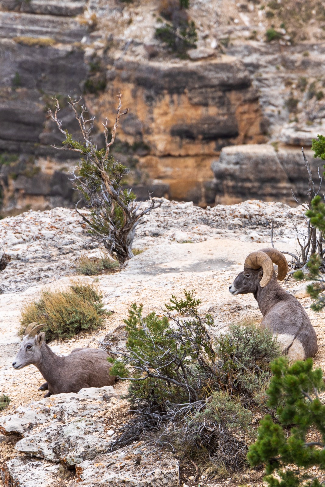 Bighorn Sheep at Grand Canyon National Park