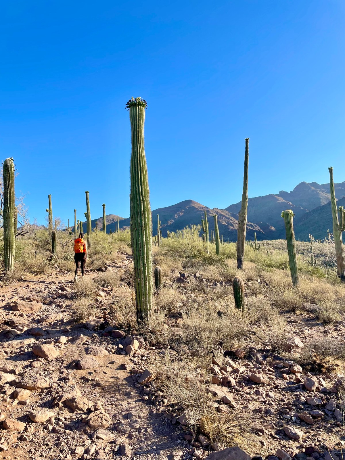 Hieroglyphic Trail in the Superstition Wilderness Area of Tonto National Forest