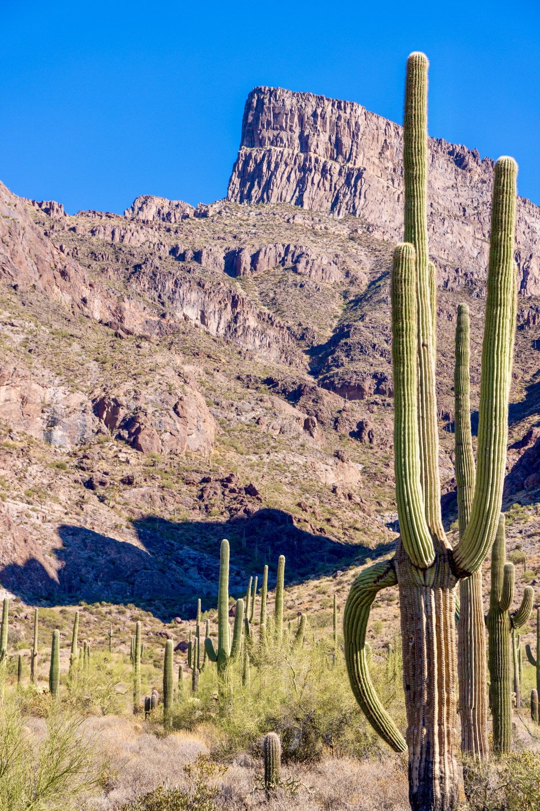 Saguaros and the Superstition Mountains seen from Jacob's Crosscut Trail