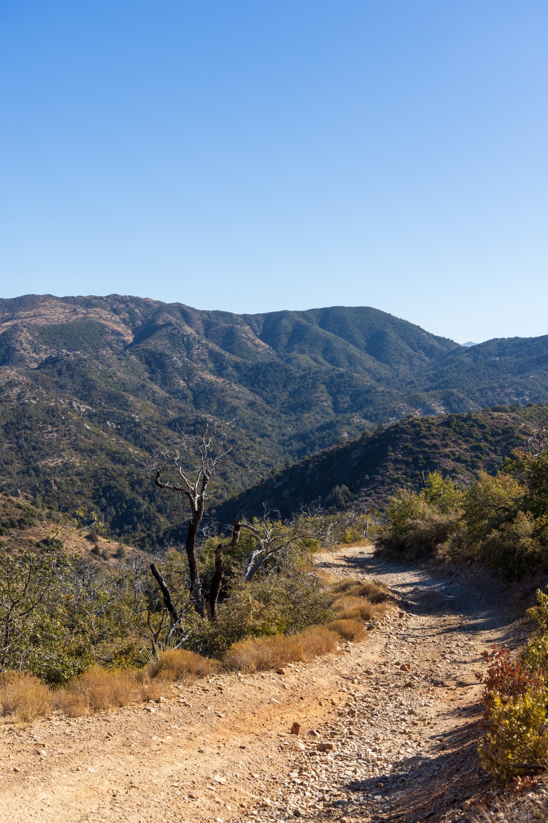 Forest 650, Queen Valley & Montana Mountain, Tonto National Forest