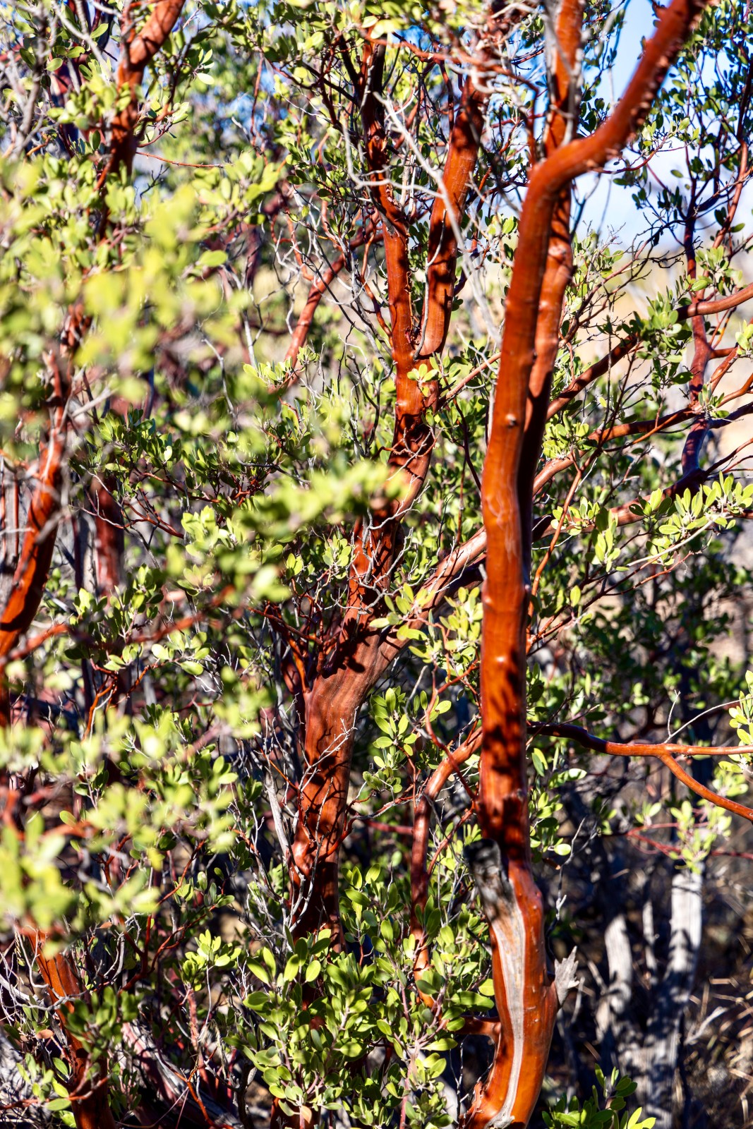 Manzanita Tree