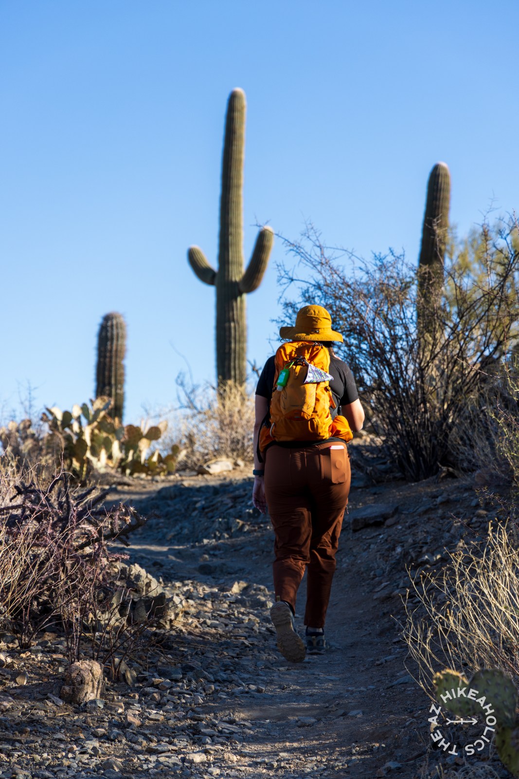 Sendero Esperanza trail, Wasson Peak Hike in Saguaro National Park