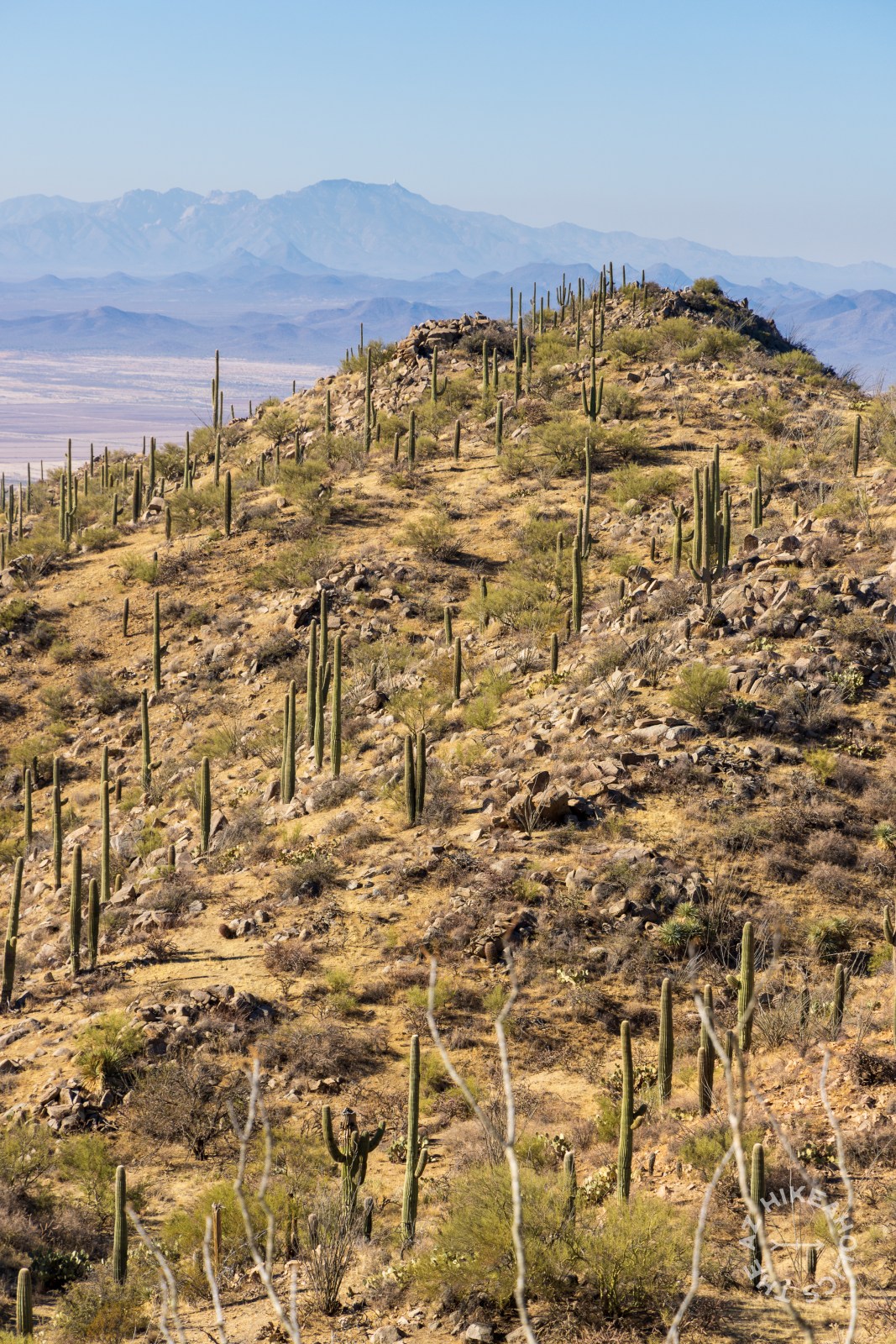 Hugh Norris Trail, Saguaro National Park