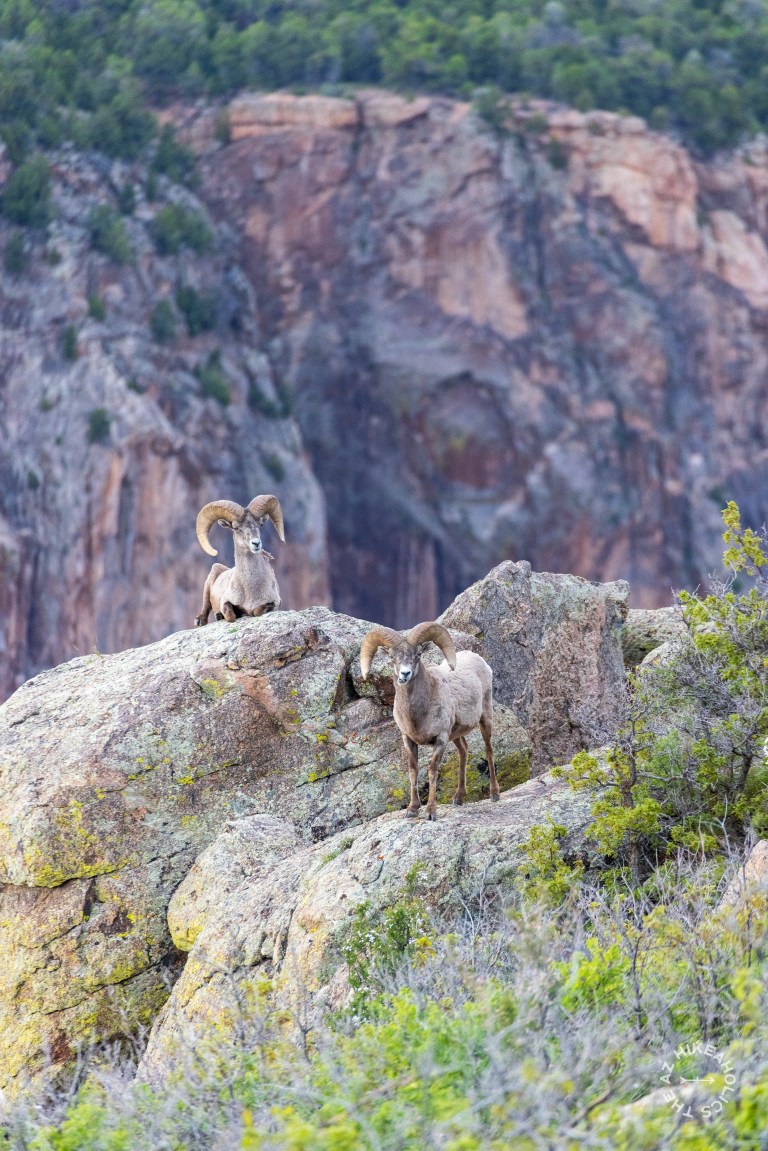 Bighorn Sheep at Black Canyon of the Gunnison National Park