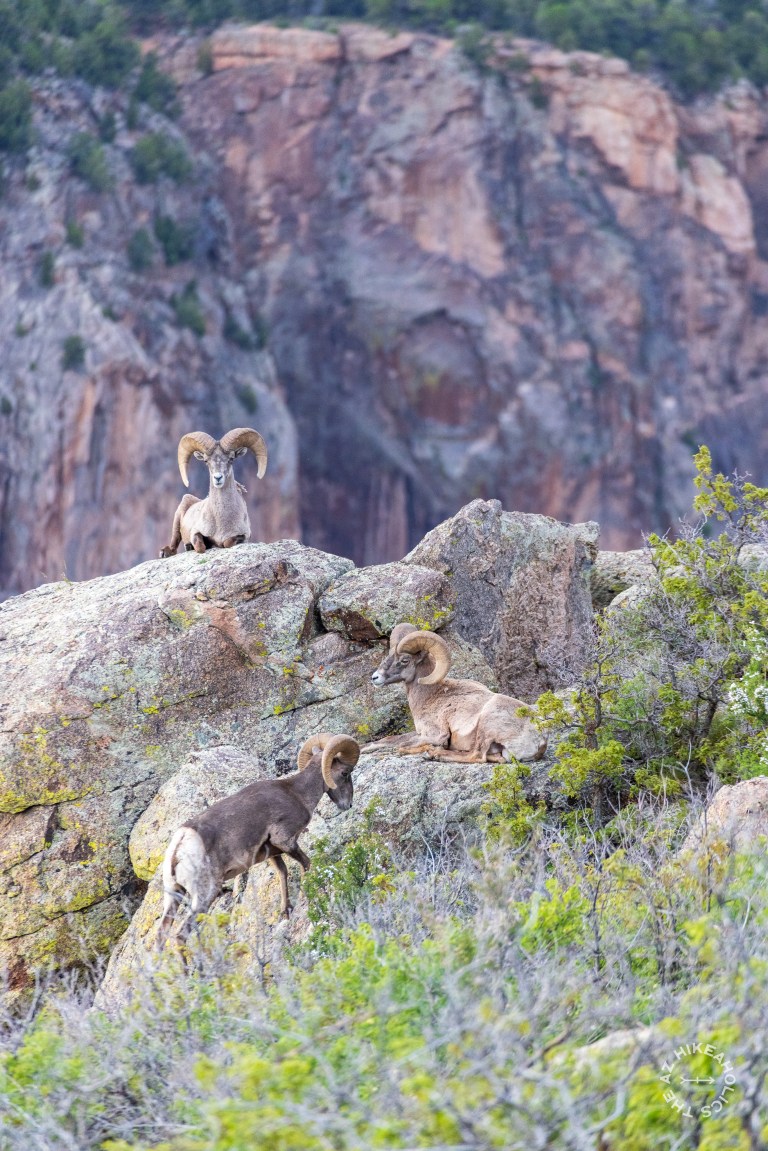 Bighorn Sheep at Black Canyon of the Gunnison National Park