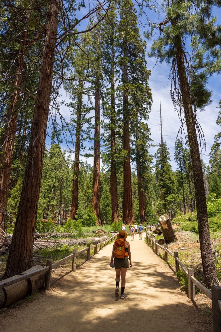 Mariposa Grove, Yosemite National Park