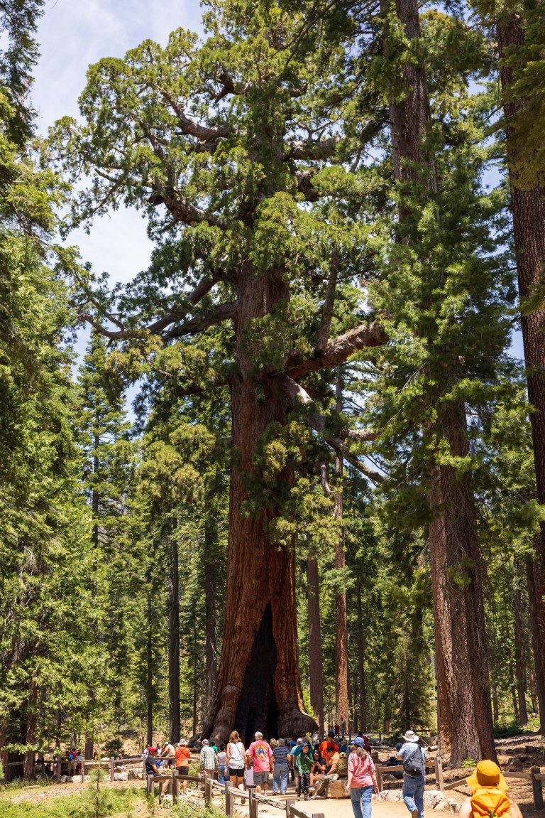 Mariposa Grove, Yosemite National Park