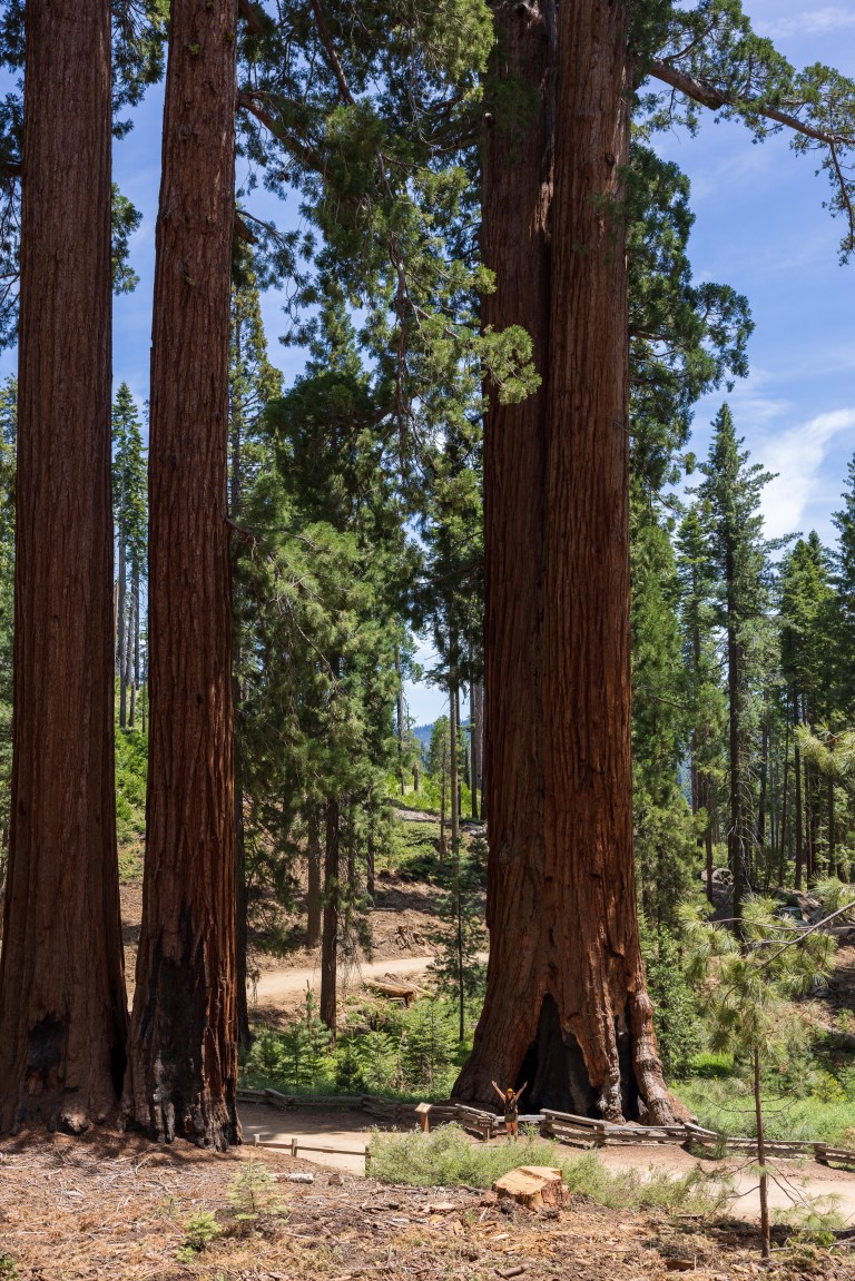 Mariposa Grove, Yosemite National Park