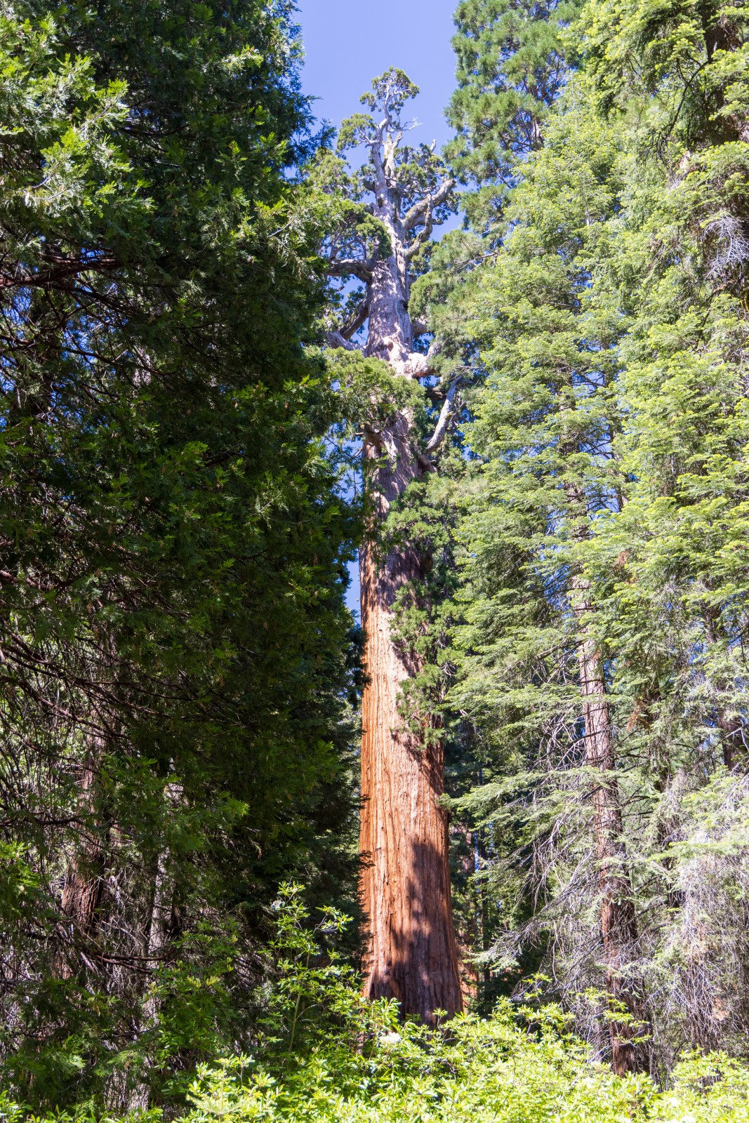 General Grant sequoia tree, Kings Canyon National Park