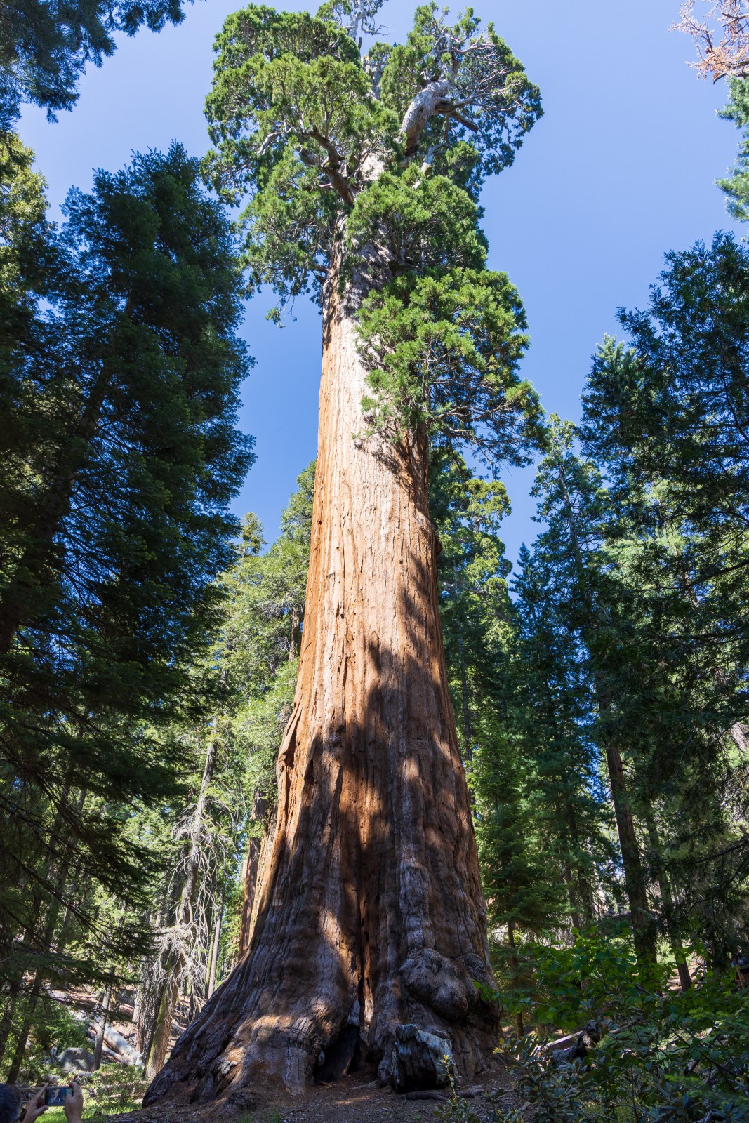General Grant sequoia tree, Kings Canyon National Park