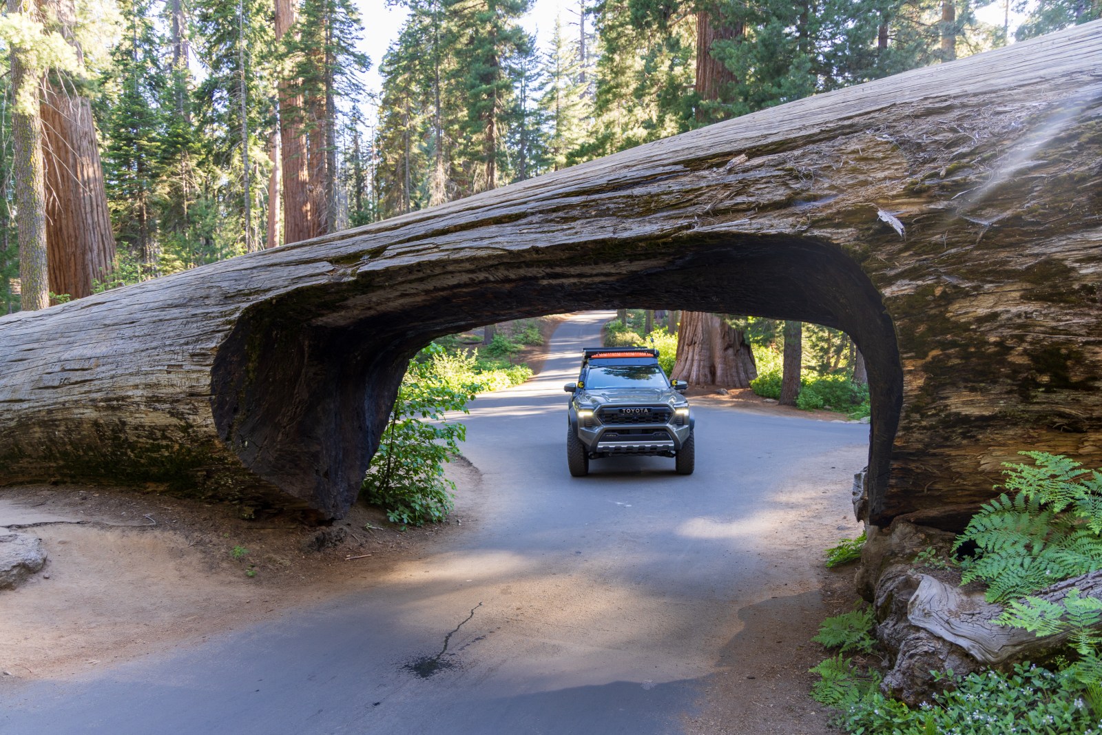 Tunnel Log, Sequoia National Park, Giant Forest