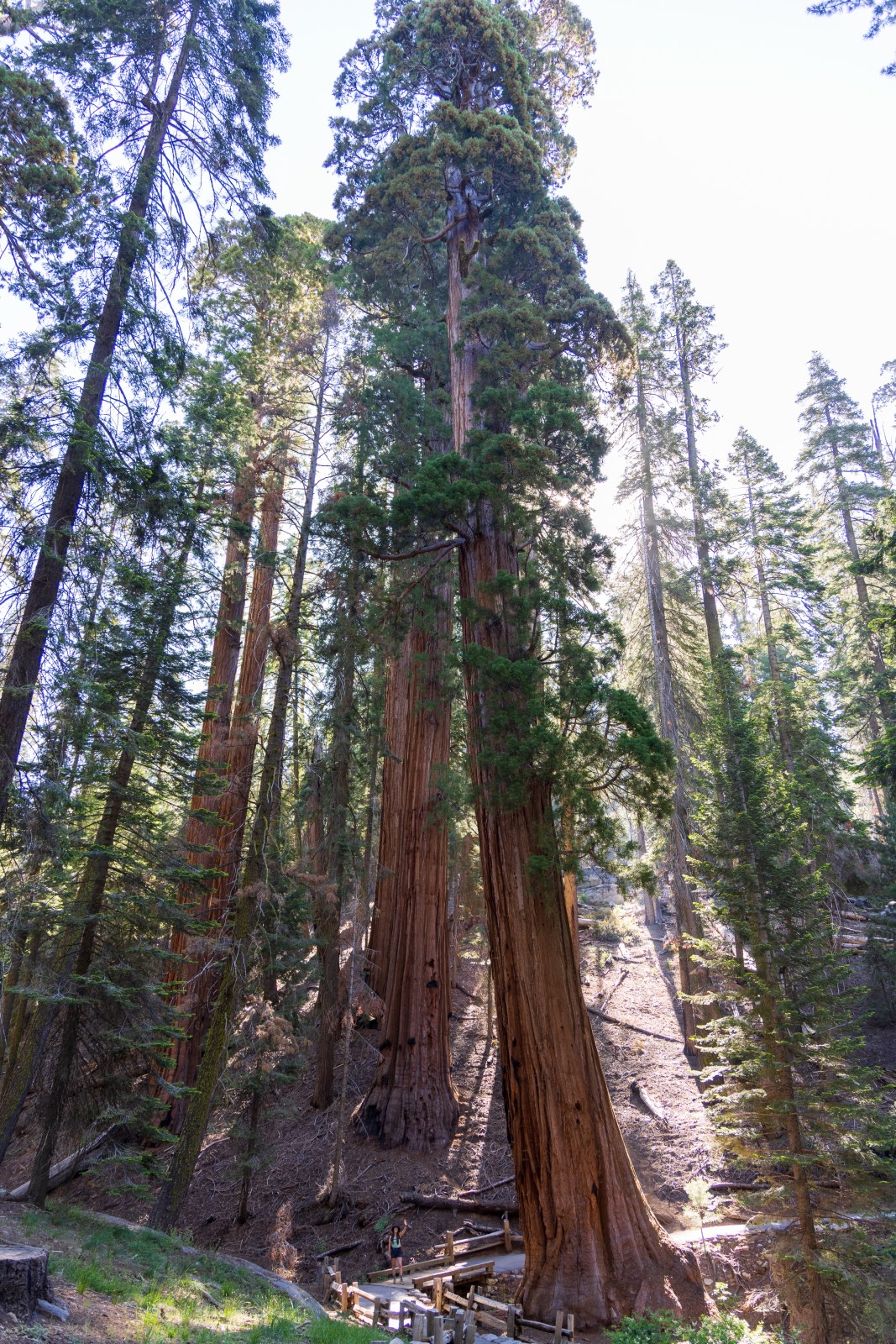Congress Trail, Giant Forest, Sequoia National Park