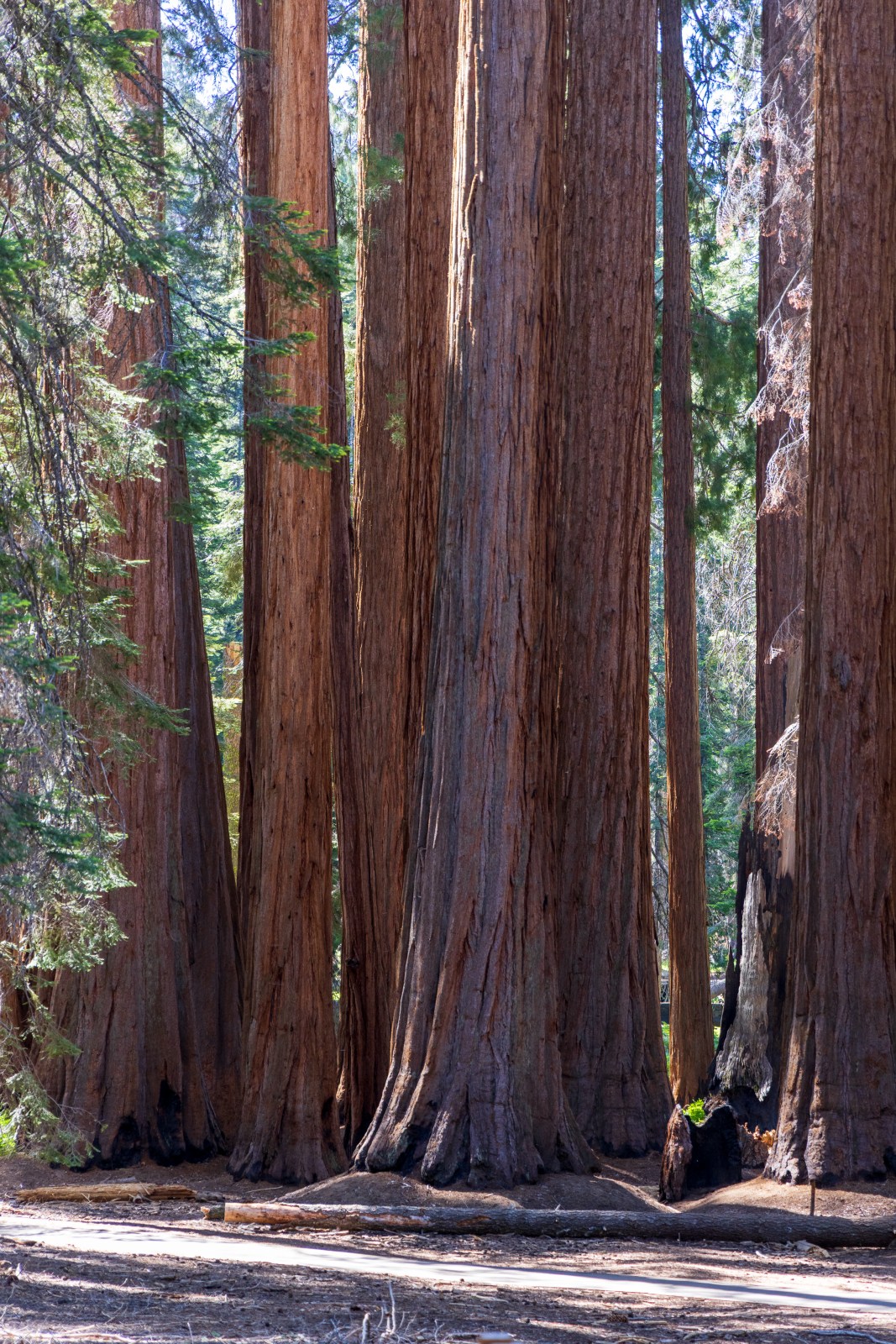 Congress Trail, Giant Forest, Sequoia National Park