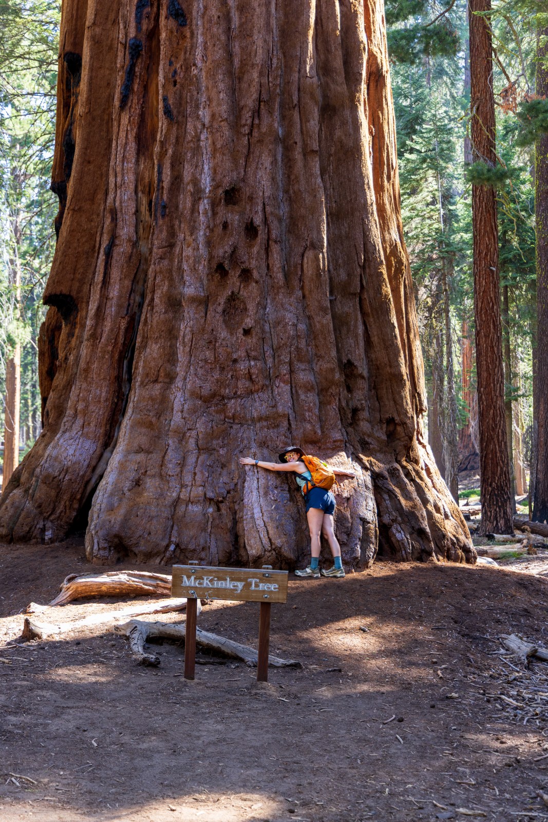 Congress Trail, Giant Forest, Sequoia National Park