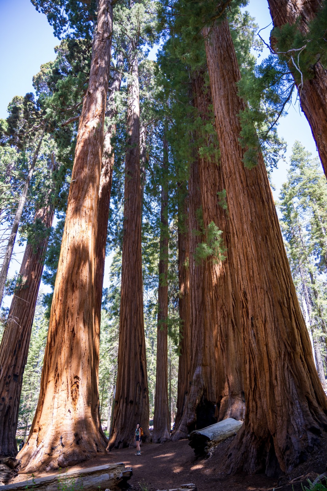 Congress Trail, Giant Forest, Sequoia National Park