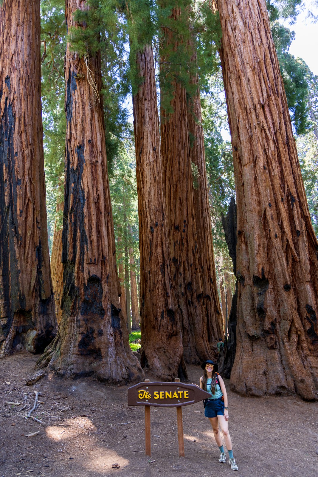 Congress Trail, Giant Forest, Sequoia National Park