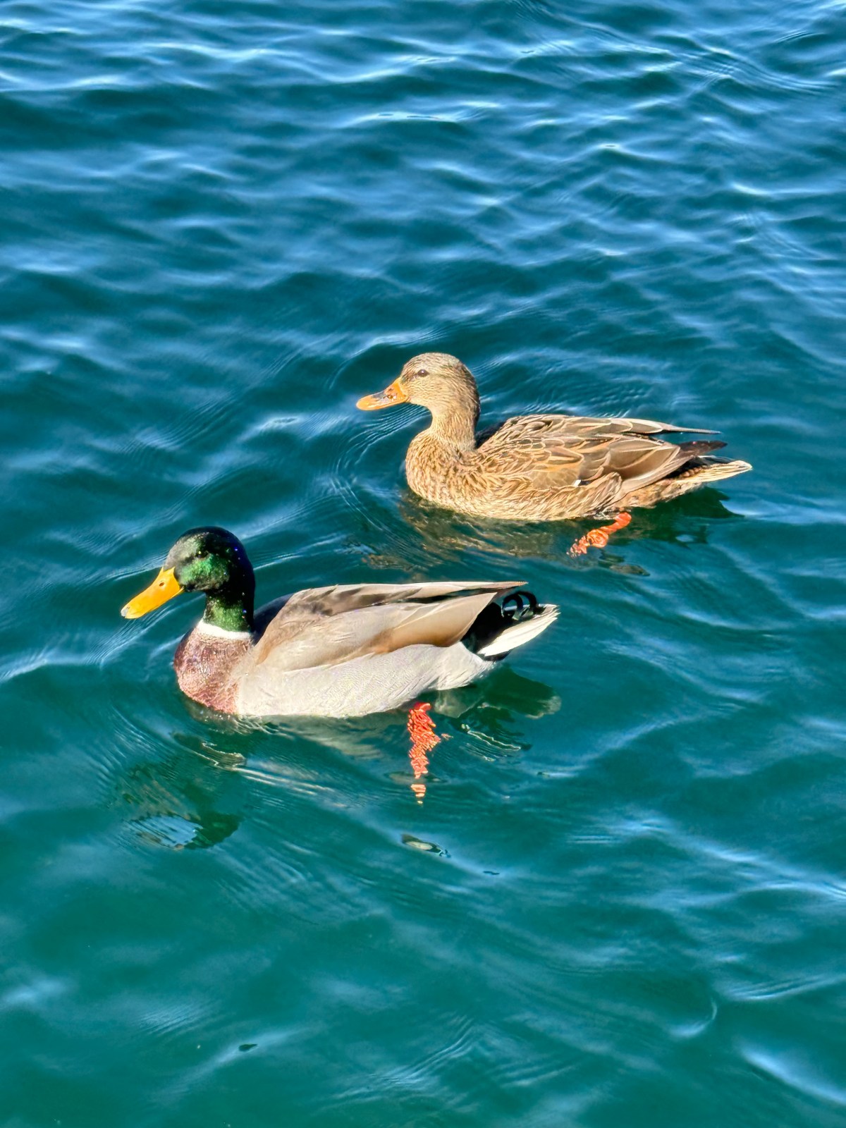Lake Pleasant water spot
