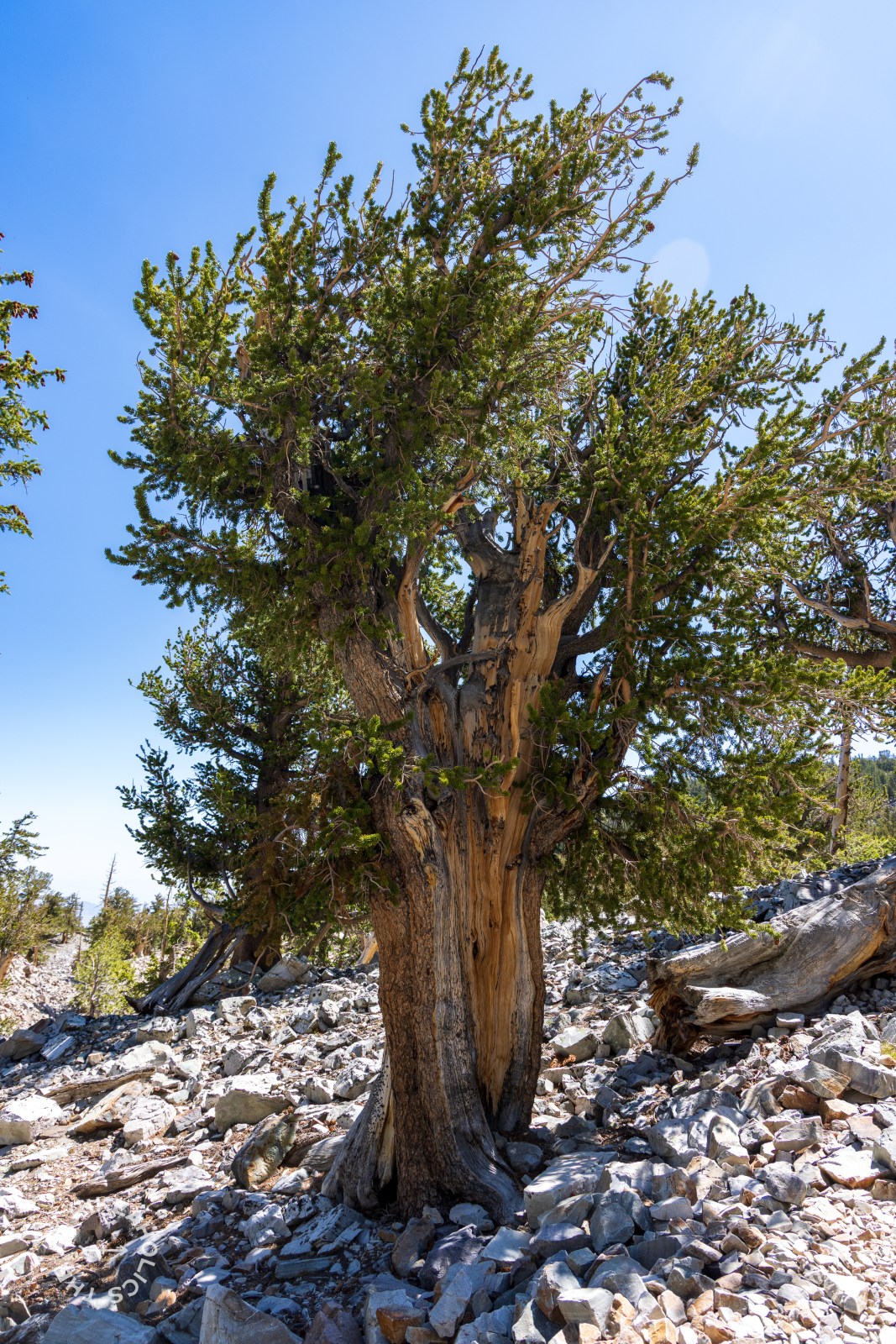Bristlecone and Alpine Lakes Loop hike, Great Basin National Park