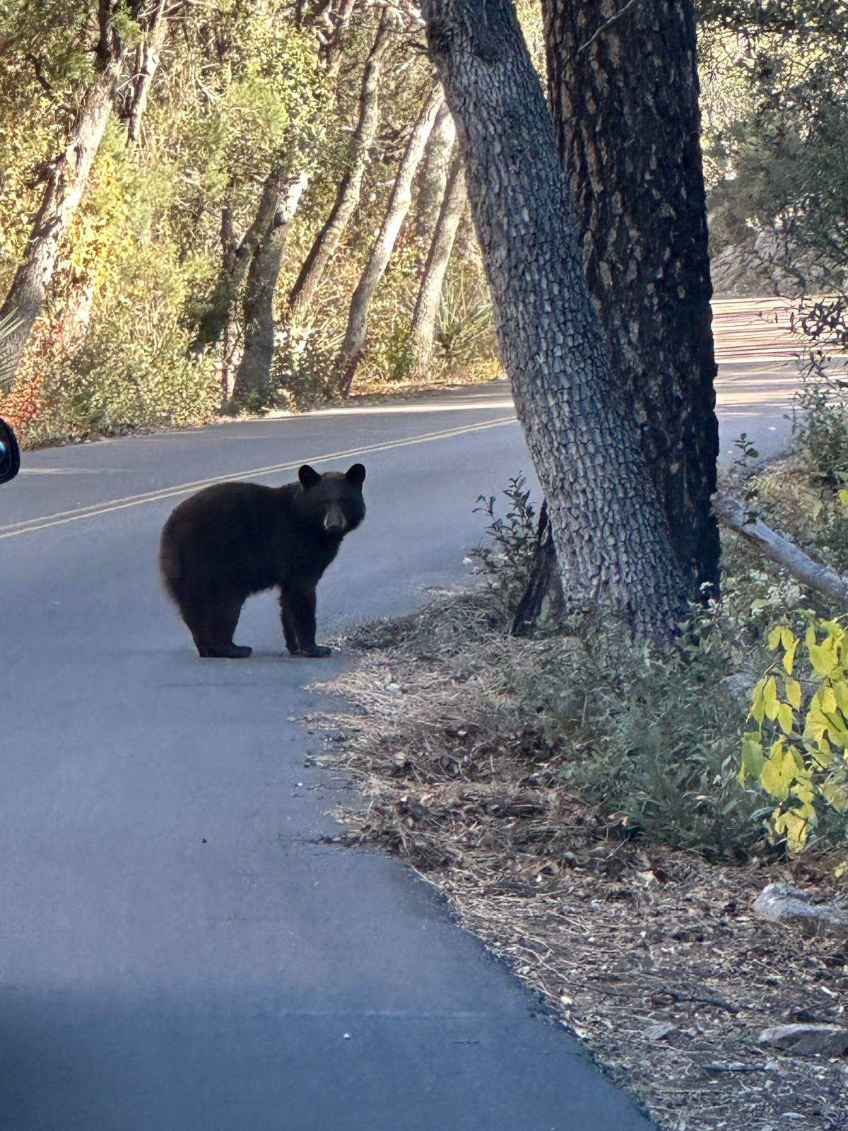Black bear at Chiricahua National Monument, Arizona