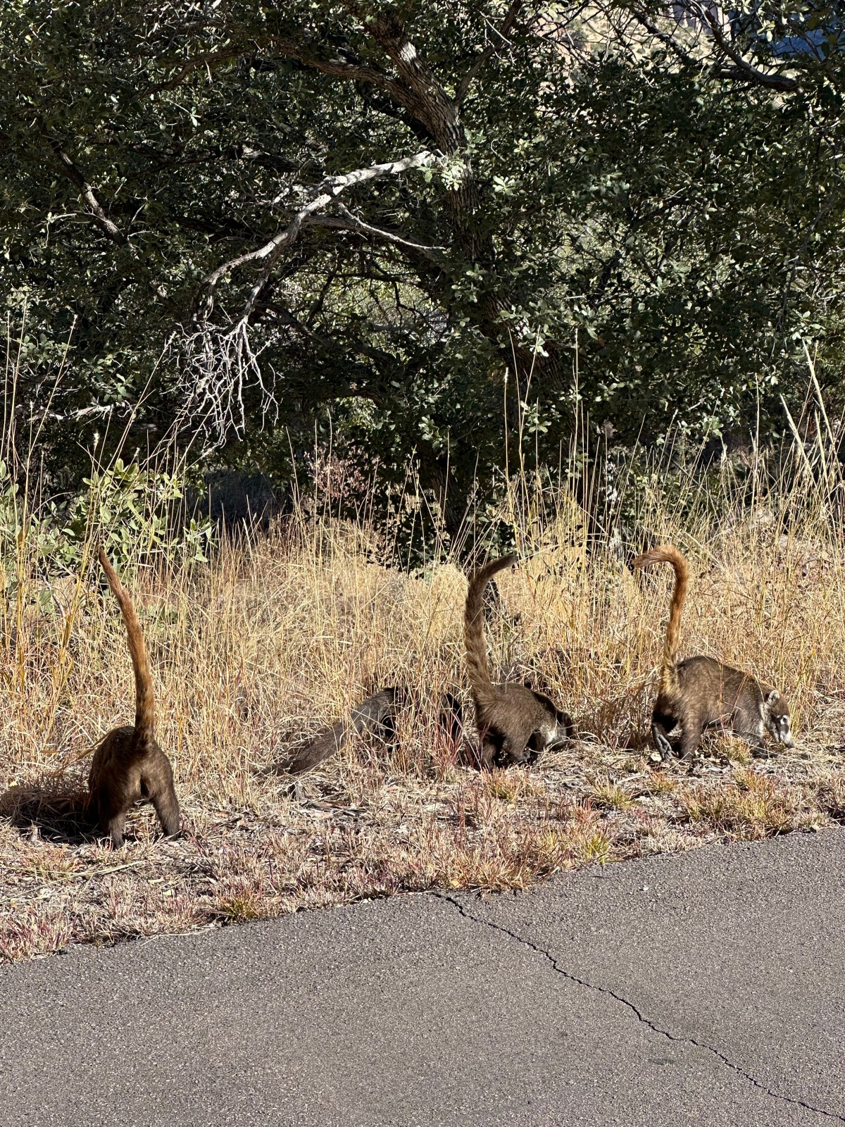 Chiricahua National Monument, Arizona