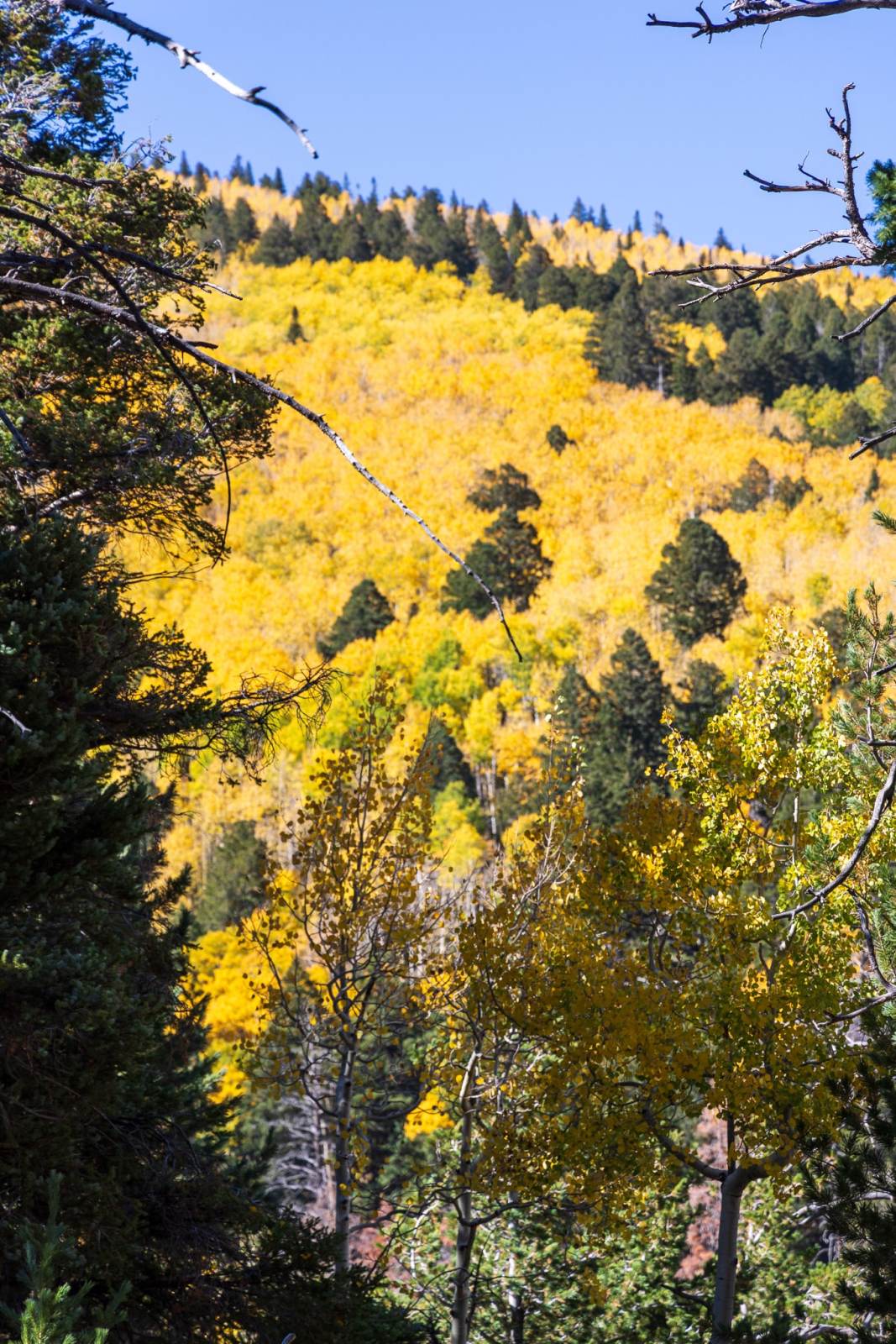 Abineau to Bear Jaw Trail