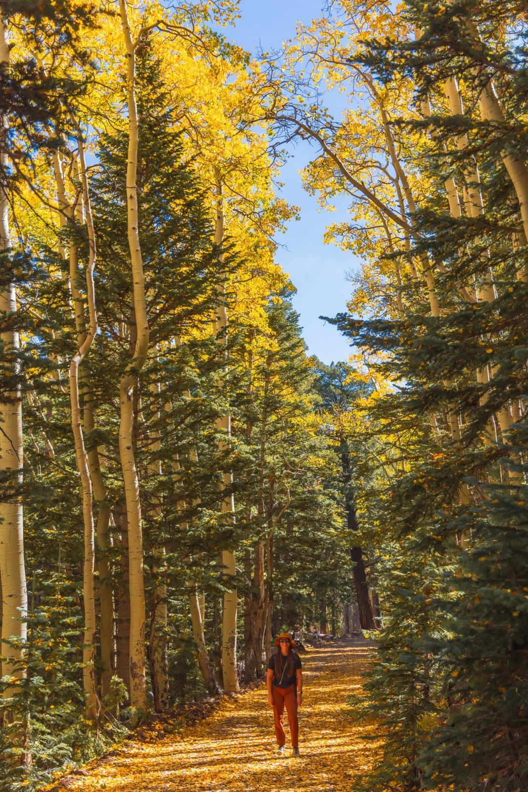 Abineau to Bear Jaw Trail