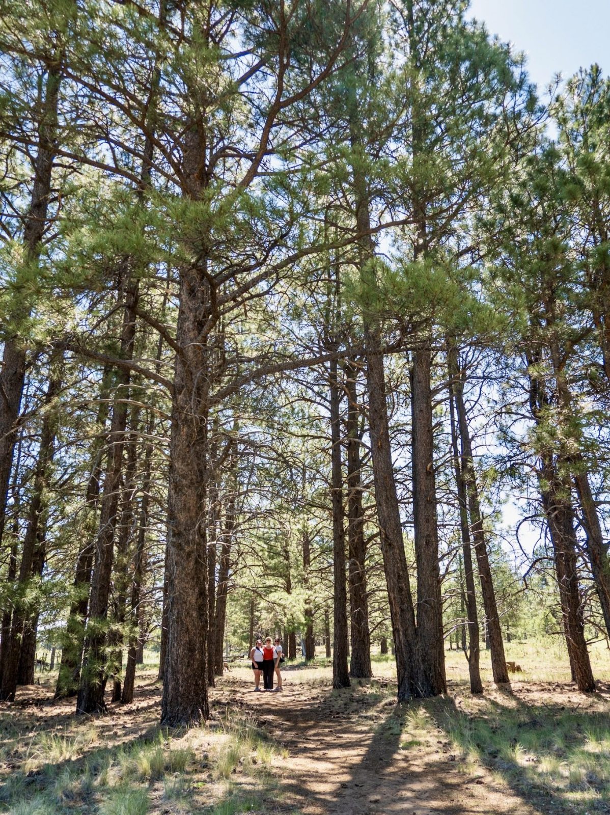 Kendrick Wildlife Trail, Flagstaff